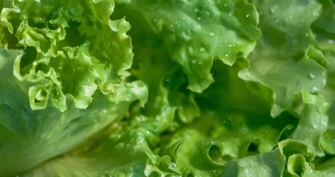 Fresh lettuce in drops of water. Shot on super slow motion camera 1000 fps.