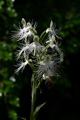 ベクタベナリア