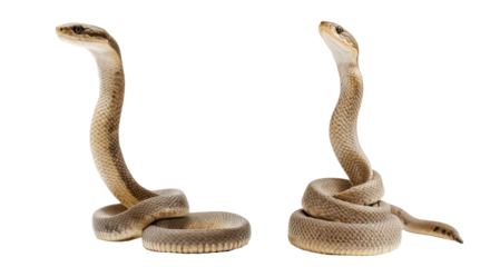 two snakes isolated on transparent background

