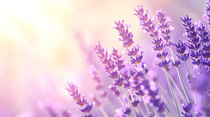 Naklejka premium Vibrant lavender flowers in soft sunlight.