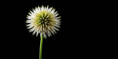 Obraz premium Macro grass flower isolated on black background