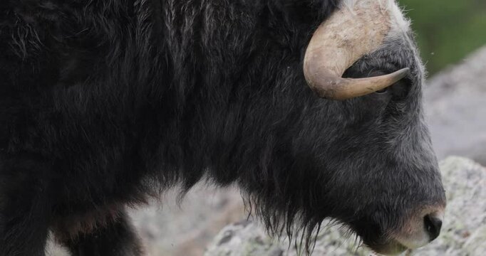 Muskox (Ovibos moschatus, in Latin musky sheep-ox), also spelled musk ox and musk-ox, plural muskoxen or musk oxen is a hoofed mammal of the family Bovidae.
