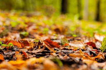 Autumn leaves scattered on the ground, showing a warm palette, leaves falling to the ground in a city park