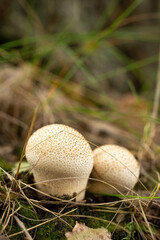 Two mushrooms Lycoperdon grow in the forest, close-up