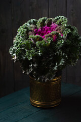 A purple and green leafy vegetable with a purple center. Photo in a low key in a rustic style