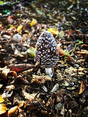 mushroom in the forest