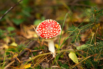 a toadstool in a piece of woodland, in the forest