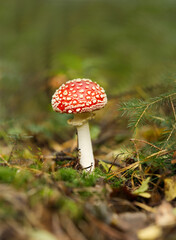 a toadstool in a piece of woodland, faded background, forrest