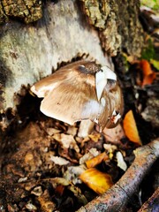 mushroom in the forest