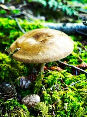 mushroom in the forest