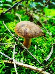 boletus edulis mushroom