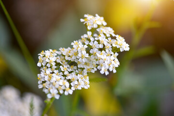 Closeup common yarrow wildflower Achillea millefolium in garden. Selective focus
