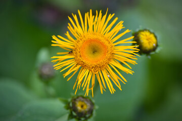 Close up of an Inula Helenium flower in garden. Selective focus