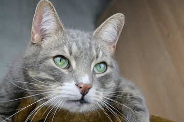 Obraz premium A gray tabby cat with green eyes lies on a scratch post.