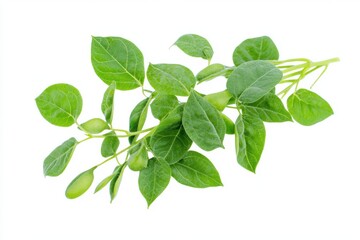 Fresh harvested soybean edamame plant isolated on white background