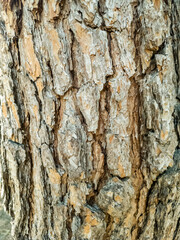 Bark of a pine tree, wooden background, texture, pattern.