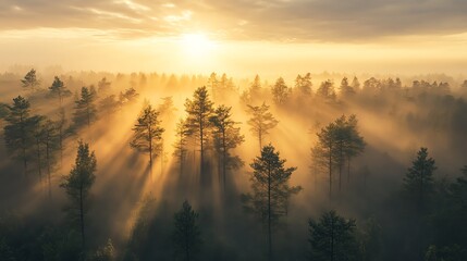 Obraz premium An ethereal sunrise casts golden rays through a misty forest, creating a magical and serene atmosphere.