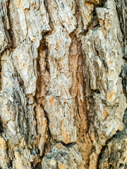 Bark of a pine tree, wooden background, texture, pattern.