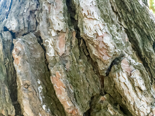 Bark of a pine tree, wooden background, texture, pattern.