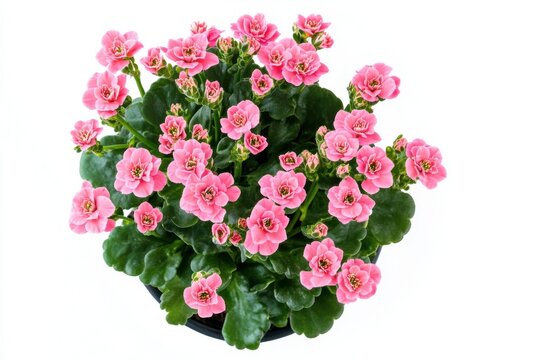 recommend clip art: Pink Kalanchoe plant in pot isolated on white background