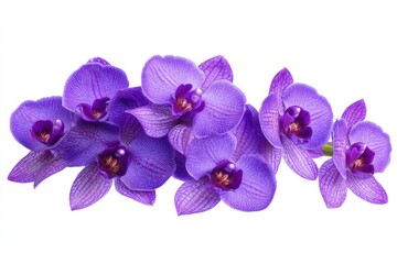 Obraz premium Purple orchid flower bouquet bloom in the garden isolated on white background included