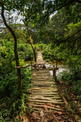 Gorilla Trek in Uganda. Bwindi Impenetrable Forest.
