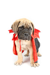 Fototapeta premium bullmastiff puppy with black cape isolated on white background. halloween costume for dog 