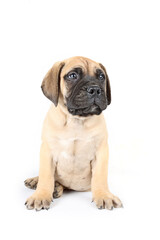 bullmastiff puppy sitting in studio