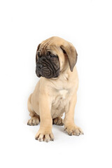 bullmastiff puppy sitting in studio