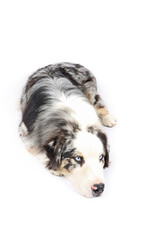 australian shepherd merle isolated on white 