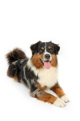 Fototapeta premium lying miniature American shepherd isolated on white background 
