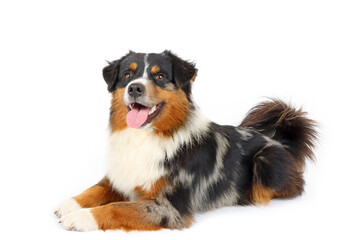 lying miniature American shepherd isolated on white background 