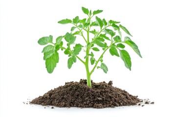 Tomato plant with soil isolated on white background