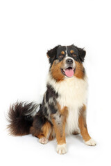 sitting miniature American shepherd isolated on white background 