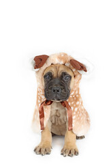 Obraz premium puppy bullmastiff with reindeer costume isolated on white 
