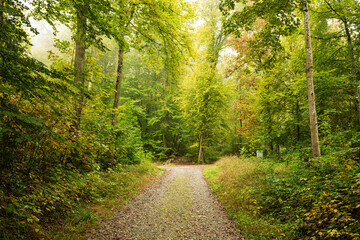 Early autumn forest scene with wide footpath going uphill. Cloudy October day, no people