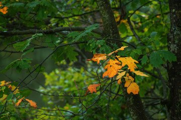 autumn leaves in the forest