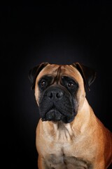 adult bullmastiff face. portrait of guard dog on black background 