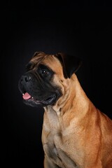 adult bullmastiff face. portrait of guard dog on black background 