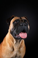 Obraz premium adult bullmastiff face. portrait of guard dog on black background 