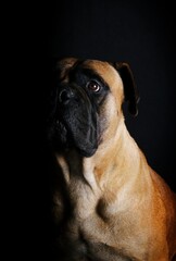 adult bullmastiff face. portrait of guard dog on black background 