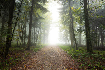 Obraz premium Autumn morning fog in a forest in Europe. Moody, bright forest scene, no people