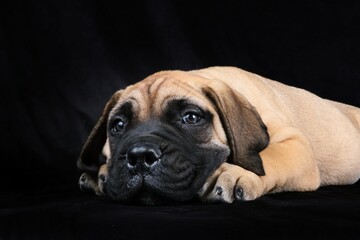 Fototapeta premium lying puppy bullmastiff isolated on black background 