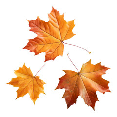 Obraz premium Three vibrant orange maple leaves on black background