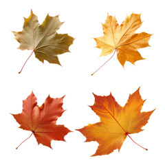 Fototapeta premium Four autumn maple leaves in different colors isolated on black background.