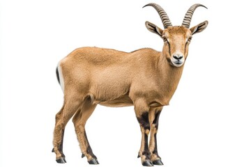 Fototapeta premium An alpine animal illustration and natural habitat of a majestic mountain goat isolated on a transparent background for wildlife and nature-themed design projects