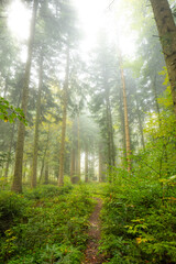 Obraz premium Autumn morning fog in a forest in Europe. Moody, bright forest scene, no people