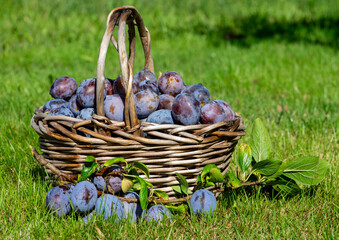 basket full of plums in the autumn