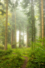 Obraz premium Autumn morning fog in a forest in Europe. Moody, bright forest scene, no people