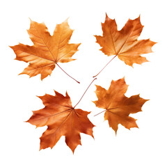 Obraz premium Autumn maple leaves isolated on black background